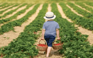 child carrying two buckets of strawberries walking away from photographer into a strawberry filed