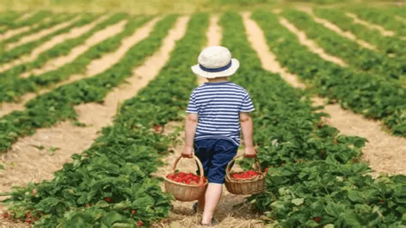 child carrying two buckets of strawberries walking away from photographer into a strawberry filed