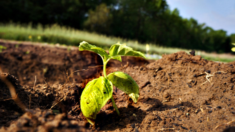 Sprout surrounded by soil