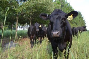 Angus beef herd at the Agroforestry Unit