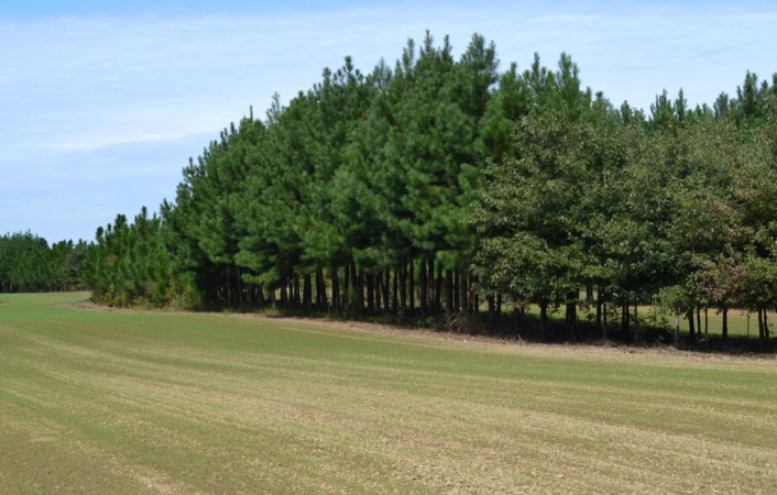 Agroforestry - photo of trees