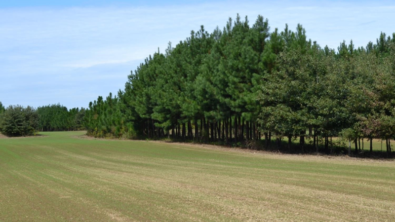 Agroforestry - photo of trees