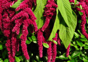 Photo of ornamental amaranth