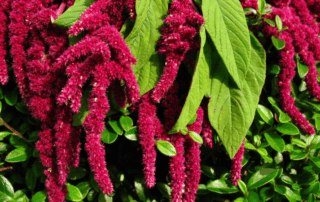 Photo of ornamental amaranth
