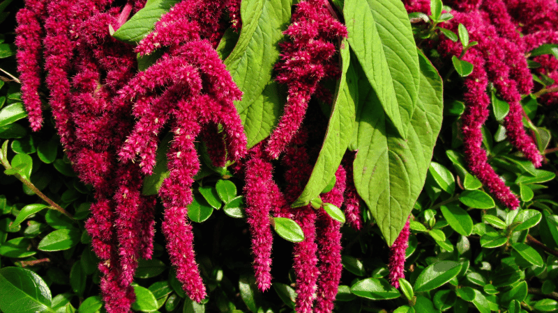 Photo of ornamental amaranth