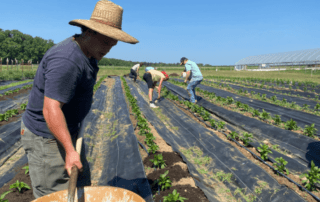People working in crop rows on farm