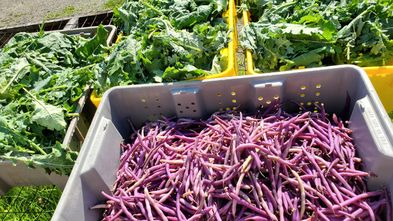 Veggies and purple beans in crates.