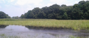 body of water with grass and forest in background