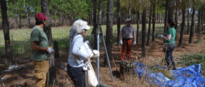 people in forest using agricultural equipment