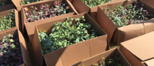 boxes of small plants