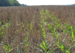 Successive planting of corn