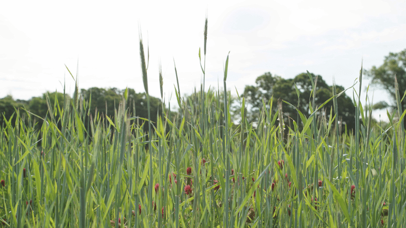 Cover crop and clover