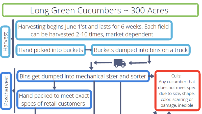 Cucumber Size Chart