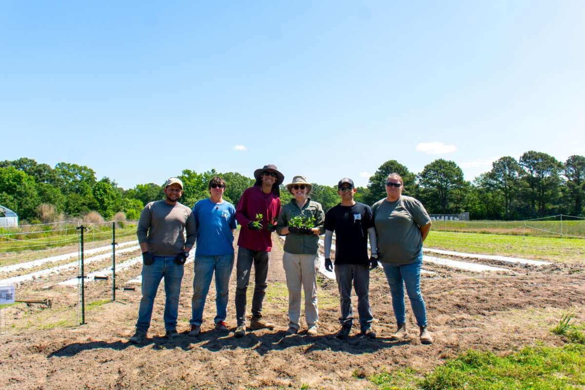 MS student Lauren Turner with the rest of te Torres team and Small Farm Unit staff planting peppers