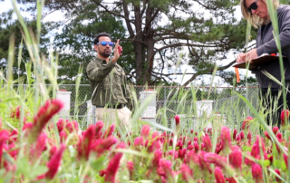 Dari and Ether - cover crop field