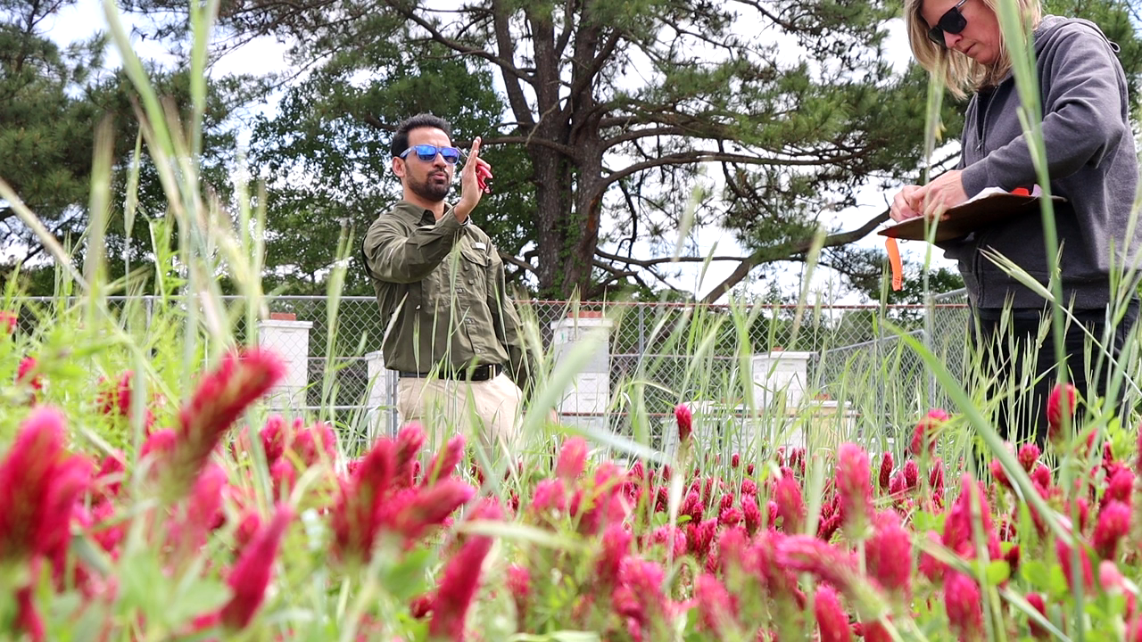 Dari and Ether - cover crop field