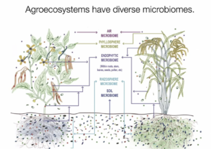 Visualization of microbiomes
