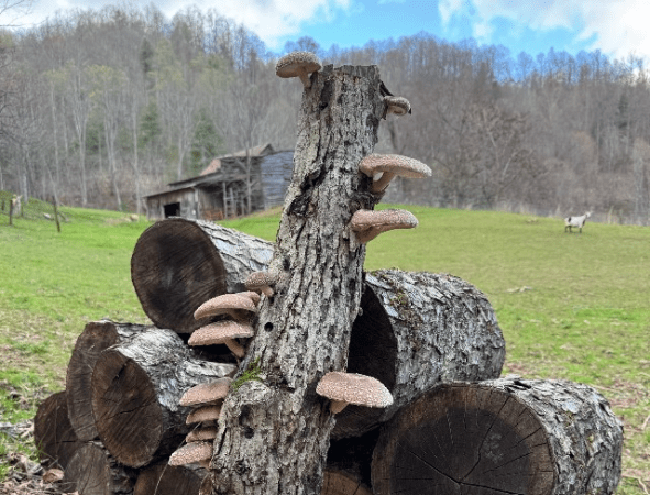 pile of logs with mushrooms growing on the vertical log in front