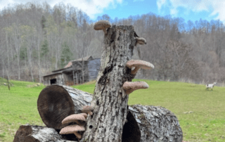 mushrooms growing out of a stack of logs with old cabin in the background