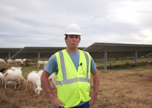 A portrait shot of a man with a hard hat and vest. Behind him are solar panels and sheep against a gray sky