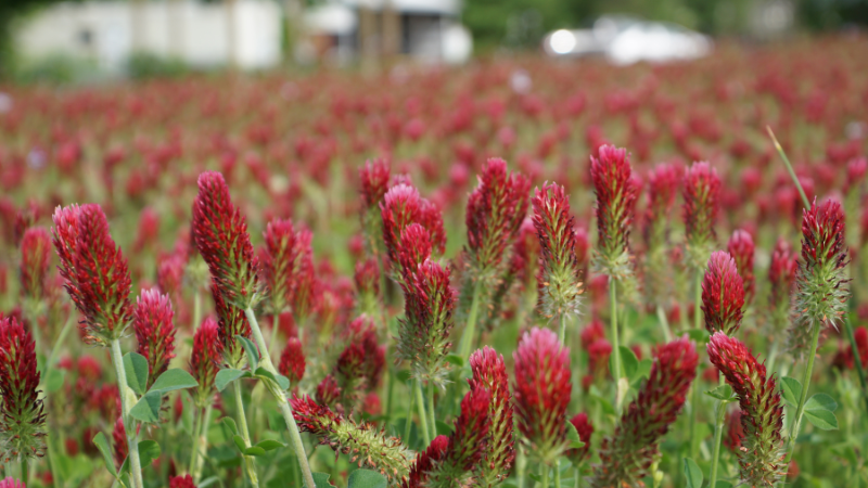 Pink and green flowers and crops