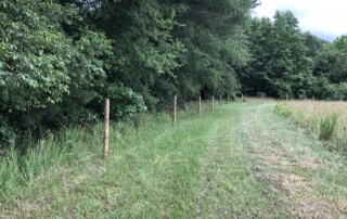 Path leading down middle of the photo. To the left is a fence with trees behind. To the right are tall grasses