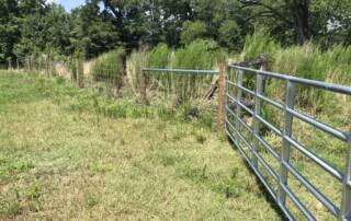 A fence and gate cutting across the middle of the photo. Behind the fence are tall grasses and trees. On the near side of the fence is cut grass