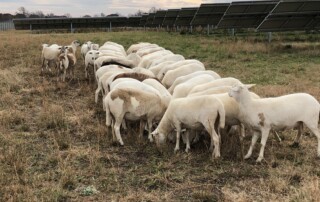 In the background are solar panels and cloudy sky. To the left are sheep in almost two perfect lines grazing