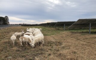 In the background are solar panels and cloudy sky. To the left are sheep in almost two perfect lines grazing