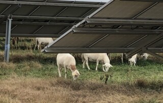 Two large solar panels. In between the solar panels are ~4 grazing sheep with heads in brown and green grass