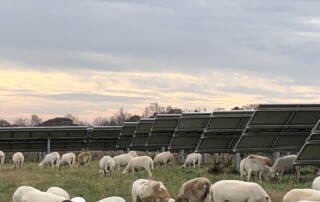 In the background are solar panels and cloudy sky. In the middle and foregound is grass with grazing sheep
