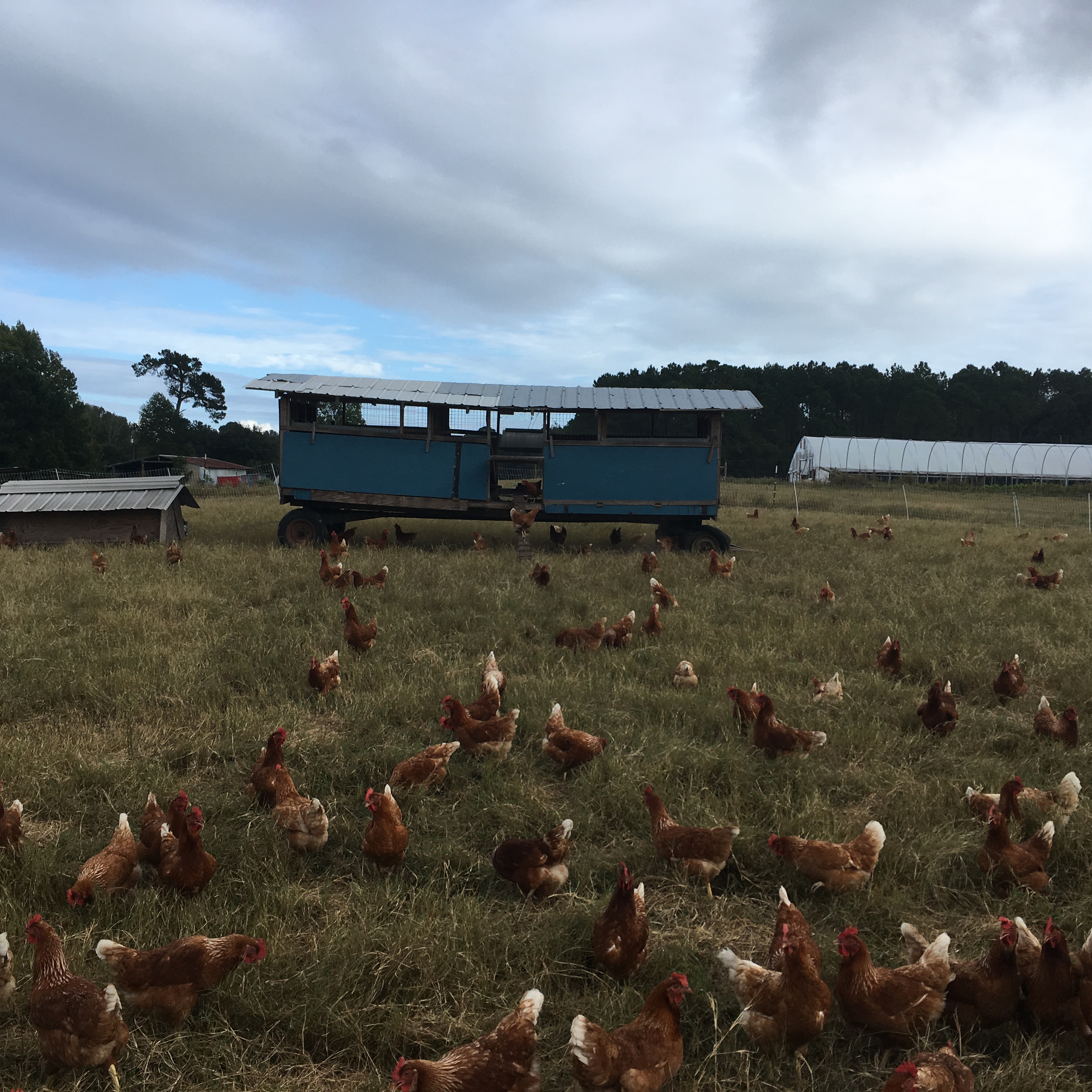 Poultry Processing Options For Independent Poultry Operators Center