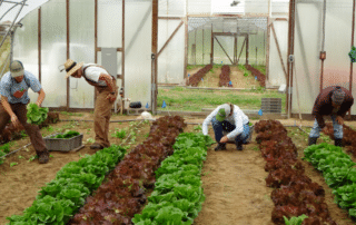 People working in crop rows in high tunnel