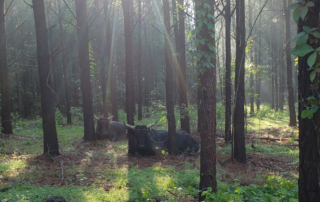 Two cattle are laying in the grass under tall trees. Sun rays are showing through the canopy of the trees