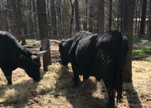Two large black cattle eating hay. They are located in a low density forested area and have trees on either side of them. In the background is a high density forest area with a fence