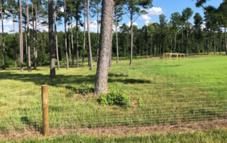 White fence with wooden stakes in foreground. Behind the fence on the left of the photo are tall trees, to the right are open grass space