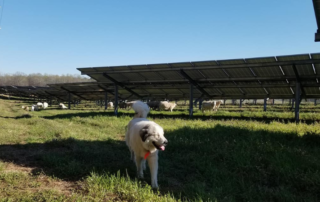 A herding dog is in the center of the photo. Behind the dog are solar panels and inbetween the solar panels are sheep