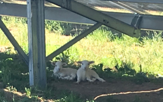 Two white sheep in the center of the photo. They are laying in the shade under a solar panel with green grass all around