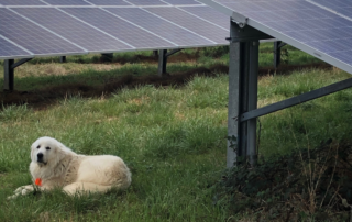 Two large solar panels. In between the panels is grass and a large, fluffy, white dog is sitting in the grass