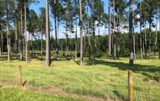 White fence with wooden stakes in foreground with grass and tall pines trees behind the fence