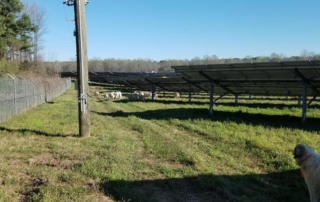 In the background are solar panels and sheep are leaving a row of solar panels. In the foreground is grass and a herding dog on the right looking back at the sheep