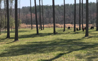 In the foreground there is a wire fence. Behind the fence are around 5 cattle grazing between trees that are far apart. In the background is a forest