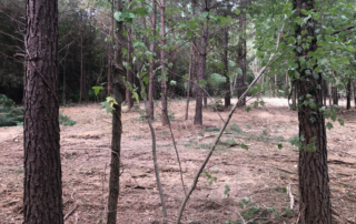 Brown forest floor is visible with thin trees dispersed within the area