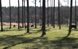 In the foreground there is a wire fence. Behind the fence are around 6 cattle grazing between trees that are far apart. In the background is a forest