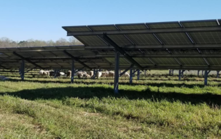 A photo of solar panels from the back where the undersides are visibile. Sheep are in between the solar panels, they are difficult to see