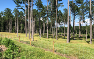 White fence with wooden stakes in the foreground with green plants in front of the fence. Behind the fence are spaced tall pine trees