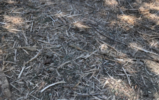 Birds eye view of the forest floor with gray/brown twigs, dead grass and hay
