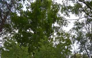 Tree canopy. Tall trees with green leaves and in front of the grey sky