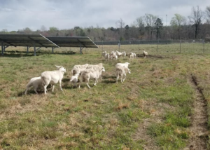 Solar panels on the left side of the photo. Sheep and a herding dog are in the center of the photo walking towards the fence. A fence encirlces the area and solar panels