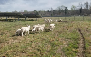Solar panels on the left side of the photo. Sheep and a herding dog are in the center of the photo walking towards the fence. A fence encirlces the area and solar panels